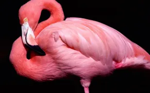لماذا تقف طيور «الفلامينغو» على قدم واحدة ؟