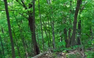 فيديو.. لماذا تبدو هذه الغابة وكأنها تتنفس؟