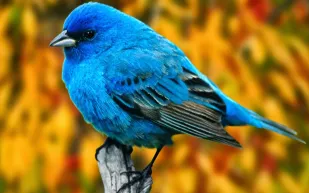 3 أسباب وراء زقزقة العصافير في الصباح.. هل تعرف أحدها؟