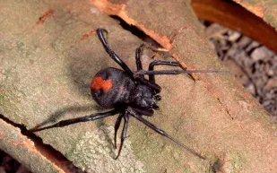 السماء تمطر عناكب في البرازيل.. ما السر؟ (فيديو)