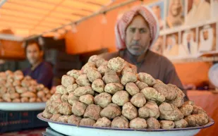 تعرف على فوائده ومحظوراته.. نبات «الفقع» عشق السعوديين 