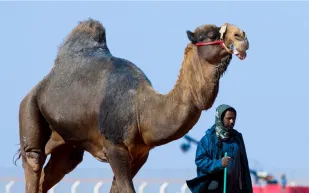 يحافظ على الأصالة والتراث التاريخي.. كل ما تريد معرفته عن مهرجان الملك عبد العزيز للإبل في نسخته الثالثة