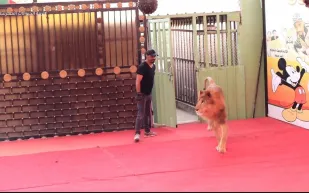 عشق الأسود وأصبح صديقا لها.. سعودي يحقق حلمه بامتلاك حديقة حيوانات خاصة (فيديو)