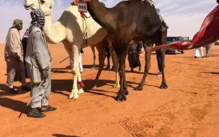 أول مشاركة نسائية في تاريخ مهرجانات الإبل بالمملكة 