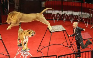 هجوم مفاجئ على حمادة كوتة من أسد غاضب