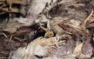 فيديو كارثي.. دجاج نافق وحشرات مصاصة للدماء بمزرعة "كنتاكي"