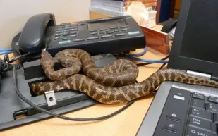 في هذه الدولة.. الثعابين تمنع الرئيس من أداء عمله وتحتل وزارة الخارجية (فيديو)