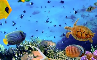 السباحة مع السلاحف البحرية النادرة.. عيش تجربة العمر في جزر البهاما