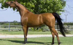 مواصفات الخيول العربية الأصيلة.. احتكار الصدارة على مر التاريخ