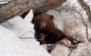 هجوم شرس.. دب يحتجز مسنا في كهفه لمدة شهر ليكون وجبة جاهزة (فيديو)