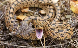 فيديو| لحظات وقوع الكارثة.. أشهر حوادث هجوم الأفاعي في السعودية