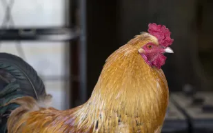 لماذا يتخشب الدجاج عند رسم خط مستقيم أمام منقاره؟ (فيديو)