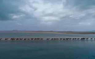 مشهد خلاب لقافلة جمال تسير على شاطئ بعسير