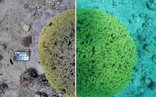 عالمة بحار تجد الحل السحري للصور الرائعة المُهدرة تحت الماء.. ماذا ابتكرت؟