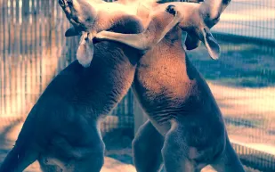 مباراة ملاكمة ساخنة بين ذكري كنغر في أستراليا «فيديو»