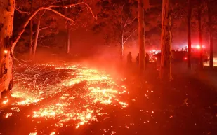 نفوق نصف مليار حيوان.. ماذا يحدث في غابات أستراليا؟ 