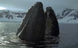 فيديو يوثق عودة أكبر حيتان العالم إلى المحيط 