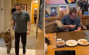 شوارزنيغر يقتني حمارًا كحيوان أليف ويصطحبه إلى عمله (فيديو)