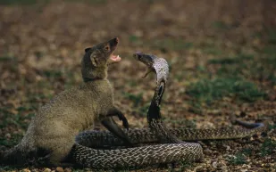 فيديو| معركة استثنائية بين نمس وكوبرا..فمن المنتصر؟