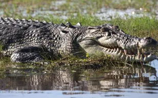 مشهد طريف.. طائر يستخدم تمساحا ضخما كأداة للتنقل!