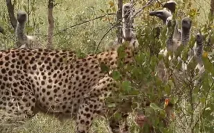 معركة دامية.. نسور تسرق ضحية من فهد وتنتهي في فم أسد! (فيديو)