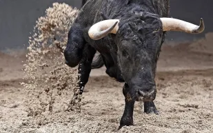 شاهد لحظة هروب ثور هائج من مسلخ في الرياض