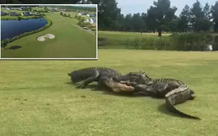 لحظات صادمة ..تمساحان يحولان ملعب غولف إلى ساحة قتال (فيديو)