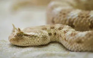 فيديو|باستخدام الأفاعي ! .. اغرب طريقة لصيد الأسماك (فيديو)