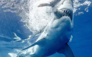 هجوم عنيف لقرش ابيض على دولفين أمام أعين الصيادين(فيديو)