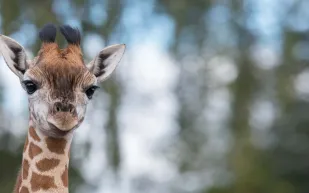 لقطات صادمة.. أسد يخطف جنين زرافة من أحشاء أمه