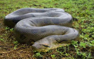 أفعى أناكوندا ضخمة تهاجم سيارة وتهدد حياة ركابها (فيديو)