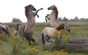 لقطات نادرة... خيول برية تستعرض قوتها أمام المهرات لإثارة إعجابها (فيديو)