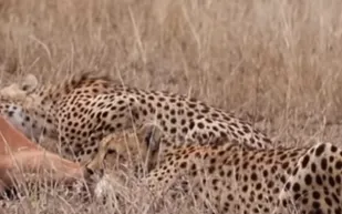  فيديو| مواجهة تحبس الأنفاس بين ظبي وقطيع فهود 