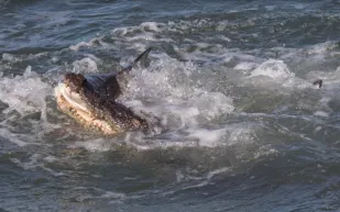 لقطات نادرة لمواجهة شرسة بين قرش وتمساح (فيديو)