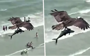 بعد حصده لـ 16 مليون مشاهدة ..حقيقة فيديو الطائرة وسمكة القرش (فيديو)