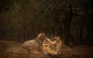 خلاف حاد بين لبؤة وأسد تنتهي بتلقي الأخير لصفعة دامية (فيديو)