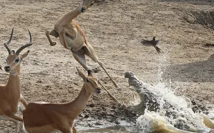 غزال ينجو بأعجوبة من فكي تمساحين (فيديو)