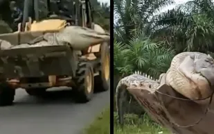 بوزن نصف طن.. تمساح مسكون بالأرواح يرعب قرية إندونيسية (فيديو)