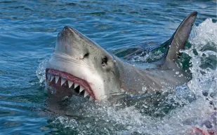  وفاء زوج..صارع قرشًاَ ضخمًا لإنقاذ زوجته من الموت (فيديو)