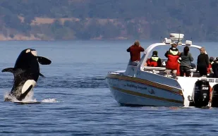 حطمت السفن وأصابت العشرات..حيتان قاتلة تشن هجوماً على الصيادين (فيديو)