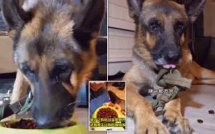  بكاء كلب بعد إجباره على تناول الفلفل الحار ..والهدف حصد الإعجابات! (فيديو)