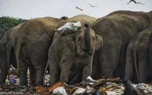 ماذا اكتشف الباحثون في بطون أفيال تأكل من القمامة؟ 