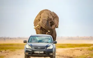 فيل غاضب يطارد سيارة استفزته محاولاً دهسها (فيديو)