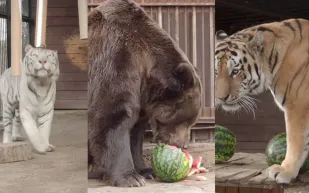 شاهد| الدب السيبيري والنمور تتنبأ بفوز الرئيس القادم لأمريكا