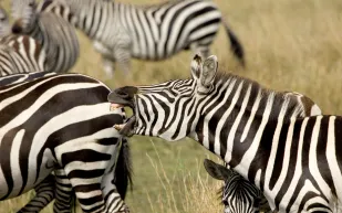 الحمار الوحشي مخطط بالأسود أم بالأبيض؟ ..العلم يجيب