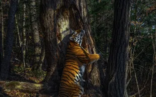 الكشف عن سر صورة نمر آمور الأكثر شهرة في العالم (فيديو)