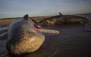 تناثرت أشلاؤه على الجميع.. فيديو مُعدل لتفجير حوت بالديناميت قبل عقود