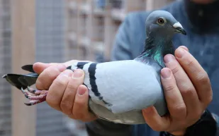 أشعلت المنافسة بين أثرياء إفريقيا والصين.. بيع أغلى حمامة بالعالم بقيمة 1.5 مليون دولار 