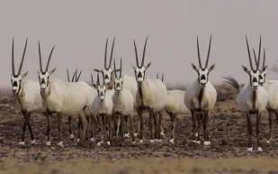 تصل إلى 200 ألف ريال.. غرامات صيد الحيوانات البرية في المملكة