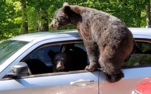 دب يقتحم سيارة بجسده ويدعو أصدقاءه للانضمام!